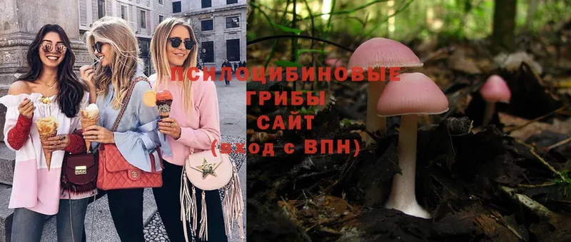 Псилоцибиновые грибы Psilocybe  Новомичуринск 